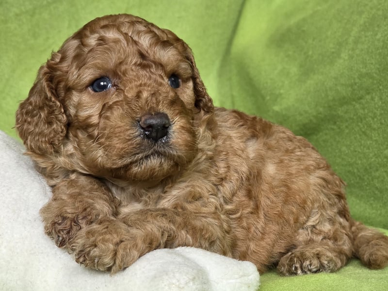Cavapoo welpen