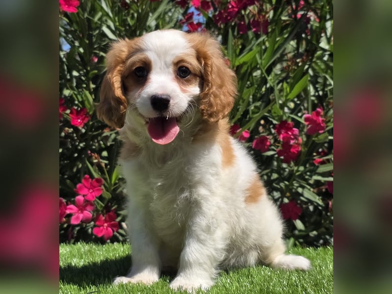 Cavapoo welpen