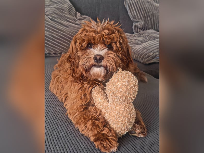 ❤️ Liebevolles Cavapoo-Mädchen Luna sucht ihr Für-immer-Zuhause❤️
