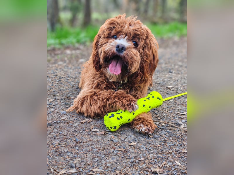 ❤️ Liebevolles Cavapoo-Mädchen Luna sucht ihr Für-immer-Zuhause❤️