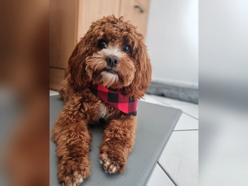 ❤️ Liebevolles Cavapoo-Mädchen Luna sucht ihr Für-immer-Zuhause❤️