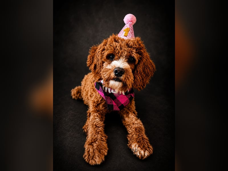 ❤️ Liebevolles Cavapoo-Mädchen Luna sucht ihr Für-immer-Zuhause❤️