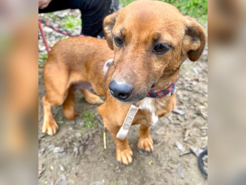 Spuri -Sanfte Seele auf leisen Pfoten