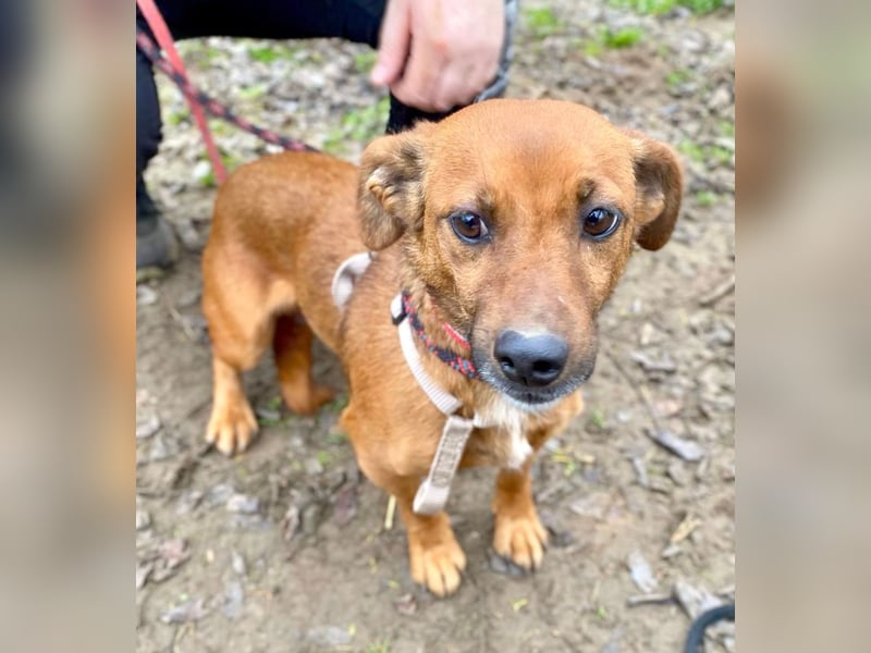 Spuri -Sanfte Seele auf leisen Pfoten