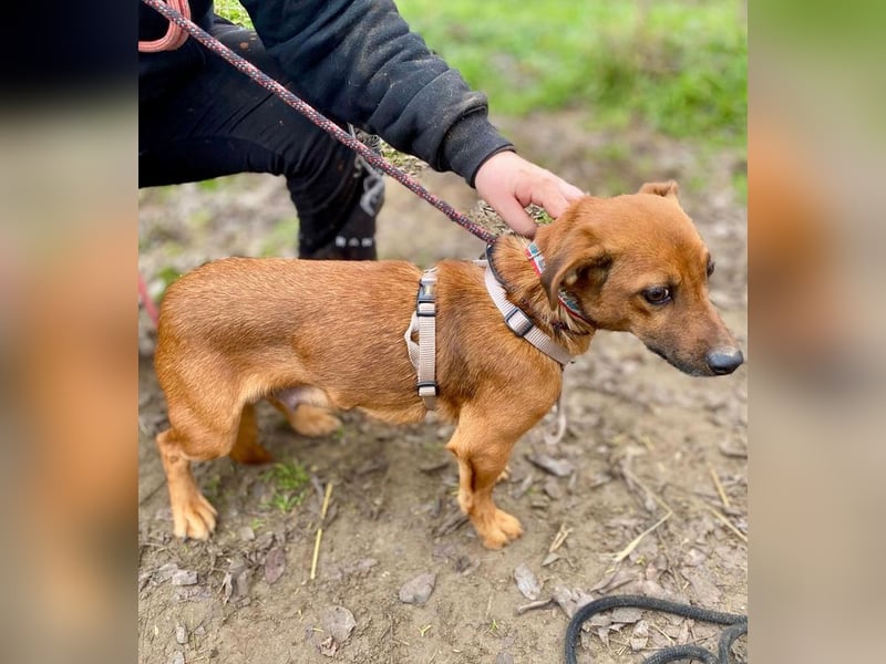 Spuri -Sanfte Seele auf leisen Pfoten