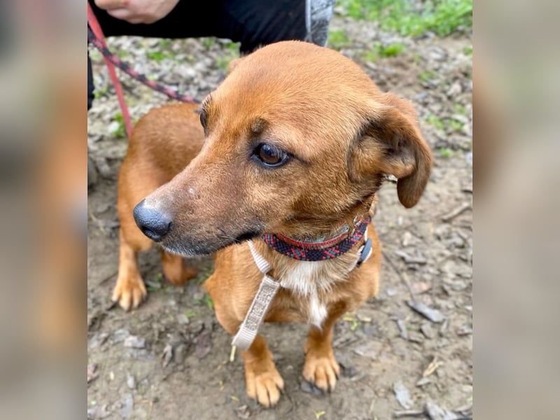 Spuri -Sanfte Seele auf leisen Pfoten