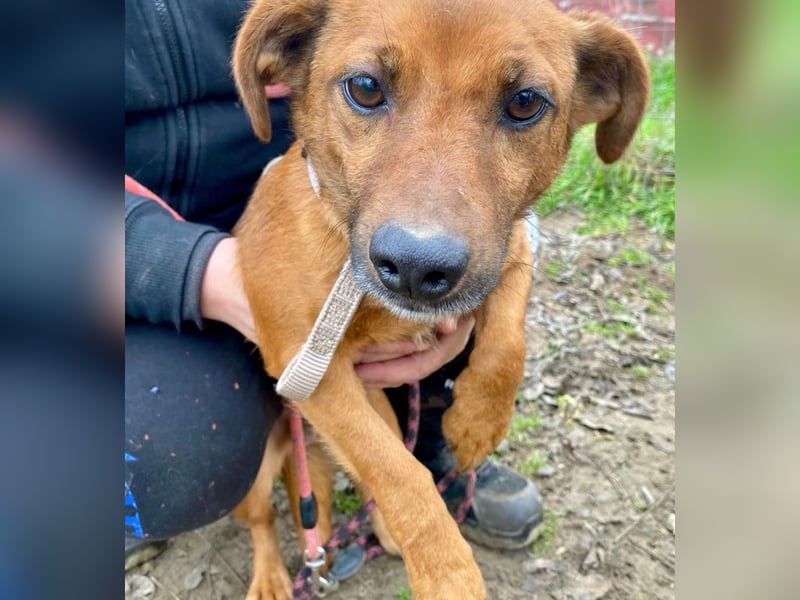 Spuri -Sanfte Seele auf leisen Pfoten