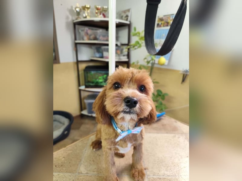 Welpe THEO - der verspielte und neugierige kleine Mann freut sich auf seine Menschen...