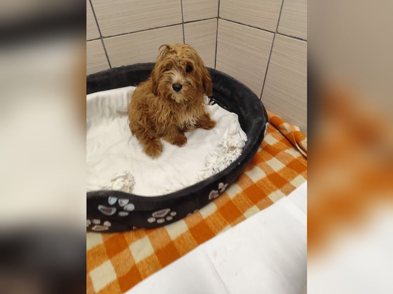 Welpe THEO - der verspielte und neugierige kleine Mann freut sich auf seine Menschen...