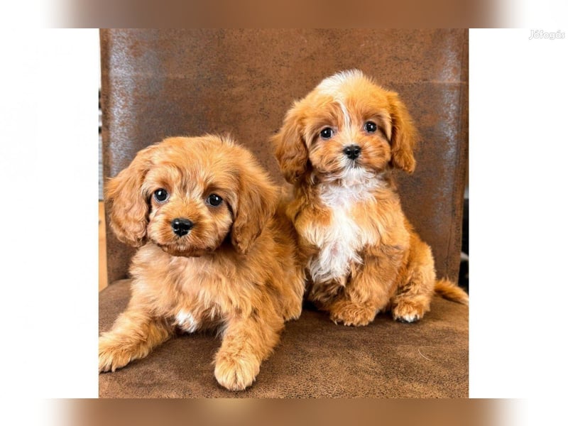 Wunderschöne Cavapoo-Welpen aus mehreren Würfen zu verkaufen!