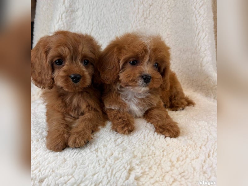 Wunderschöne Cavapoo-Welpen aus mehreren Würfen zu verkaufen!