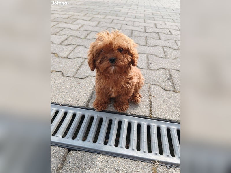Wunderschöne Cavapoo-Welpen aus mehreren Würfen zu verkaufen!