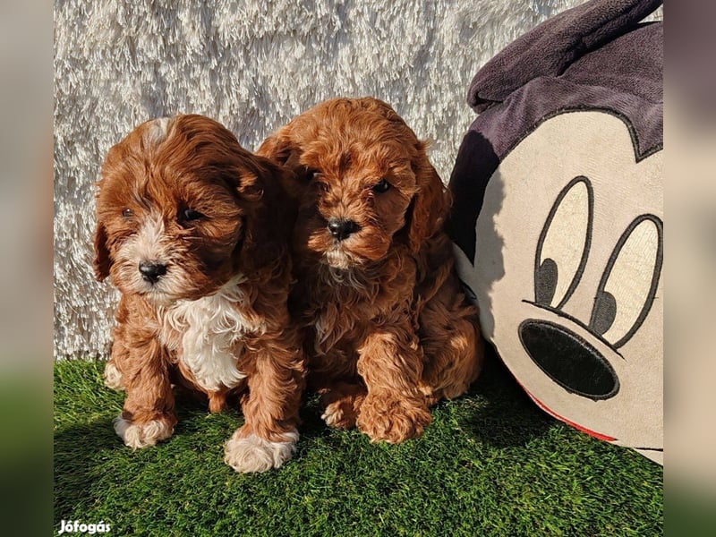 Wunderschöne Cavapoo-Welpen aus mehreren Würfen zu verkaufen!