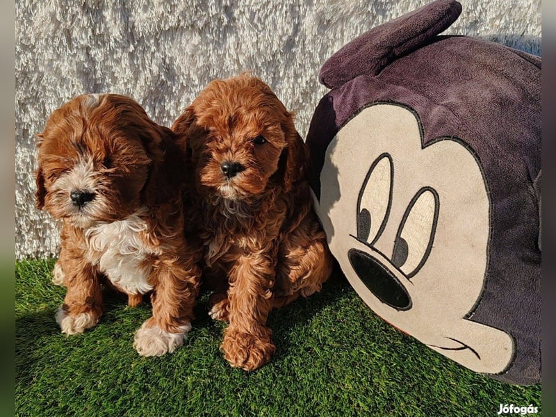 Wunderschöne Cavapoo-Welpen aus mehreren Würfen zu verkaufen!