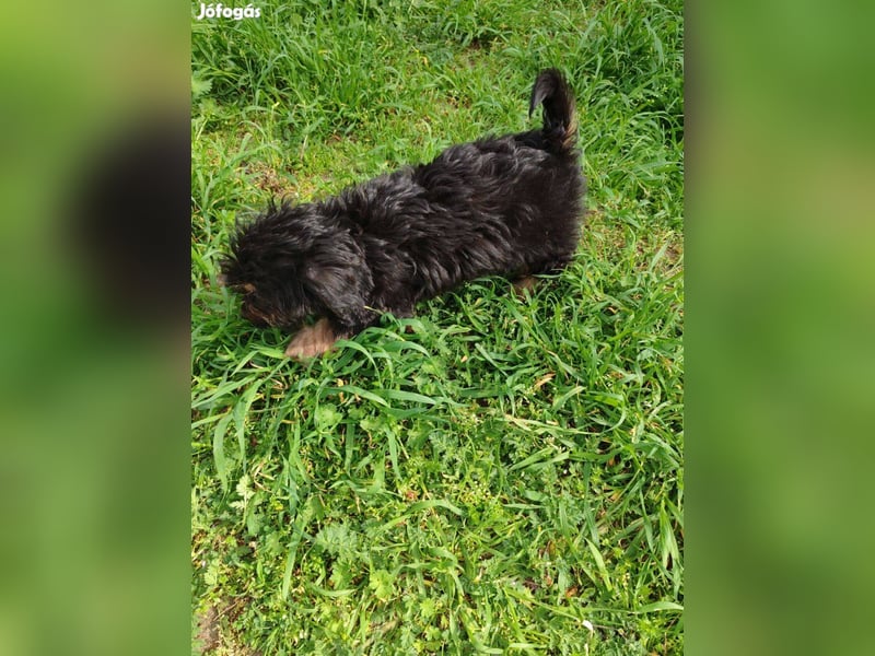 Wunderschöne Cavapoo-Welpen aus mehreren Würfen zu verkaufen!