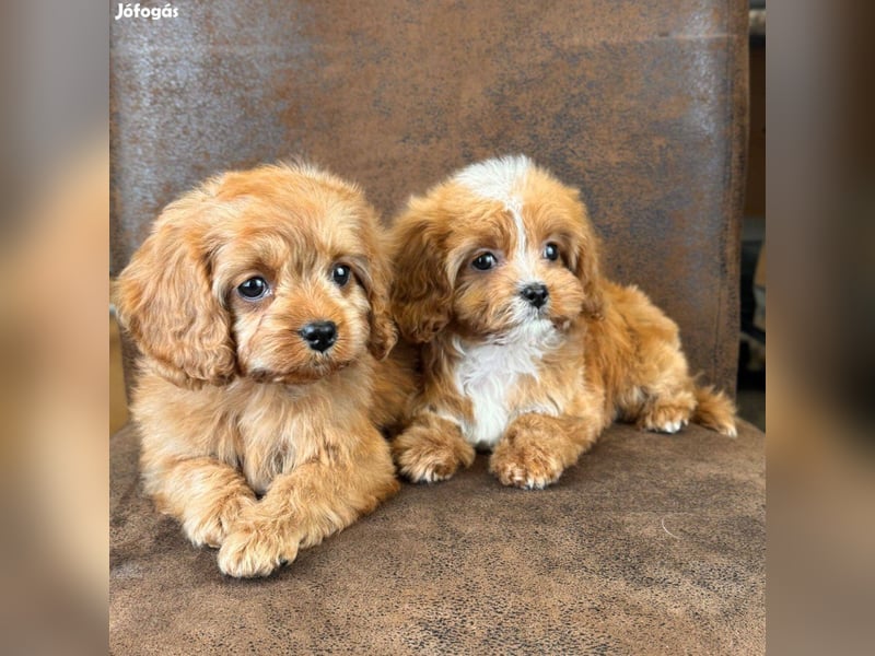 Wunderschöne Cavapoo-Welpen aus mehreren Würfen zu verkaufen!