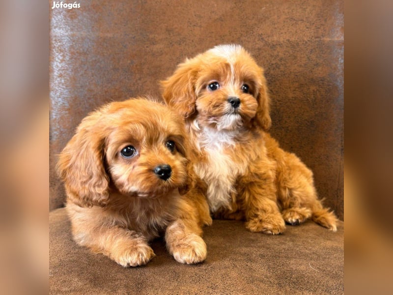 Wunderschöne Cavapoo-Welpen aus mehreren Würfen zu verkaufen!