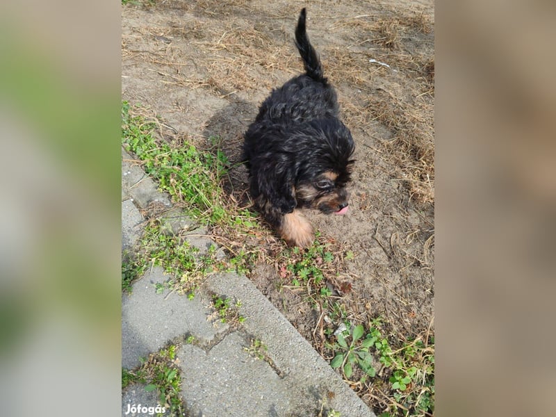 Wunderschöne Cavapoo-Welpen aus mehreren Würfen zu verkaufen!