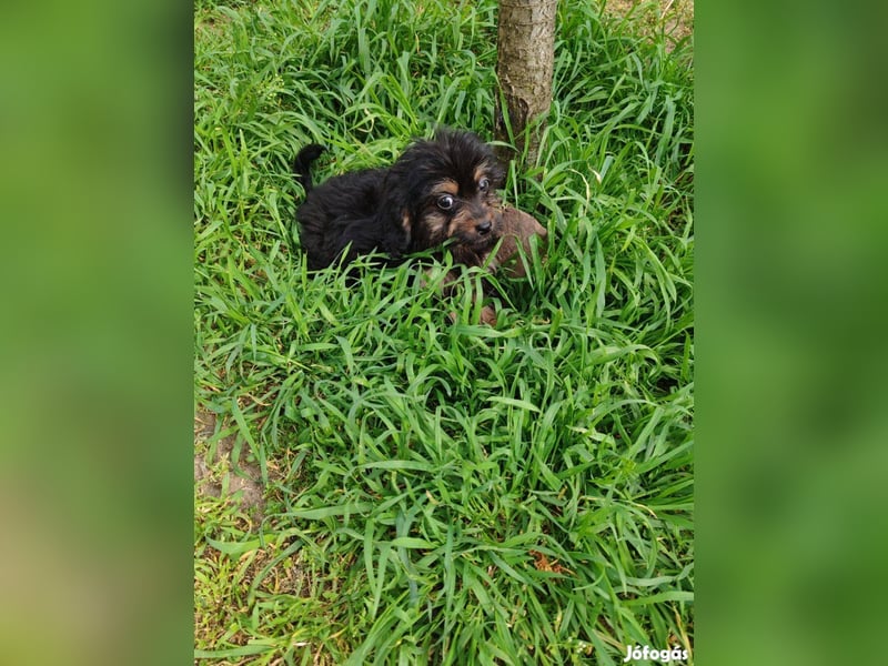 Wunderschöne Cavapoo-Welpen aus mehreren Würfen zu verkaufen!