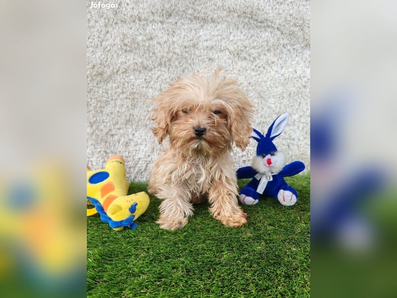 Wunderschöne Cavapoo-Welpen aus mehreren Würfen zu verkaufen!