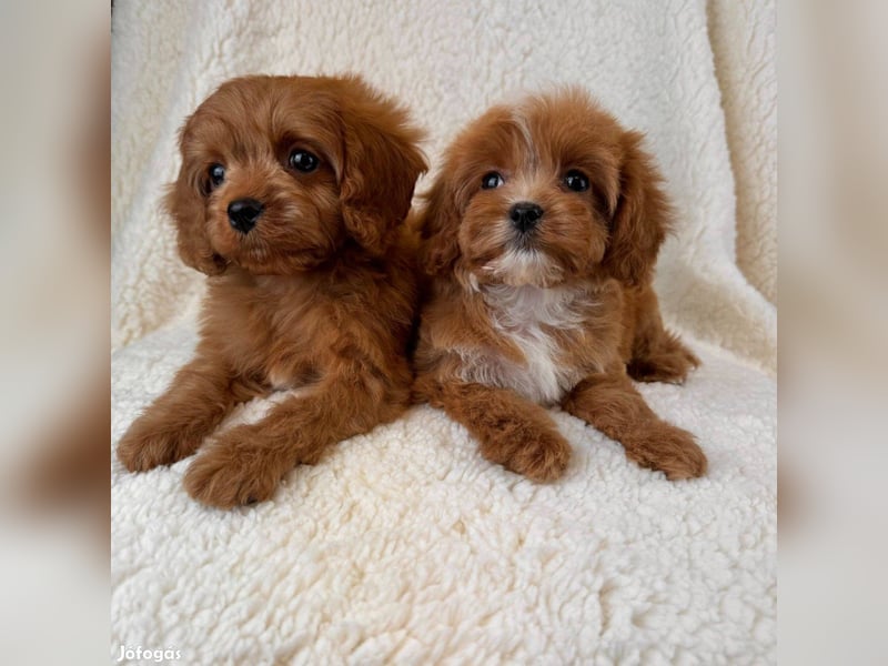 Wunderschöne Cavapoo-Welpen aus mehreren Würfen zu verkaufen!