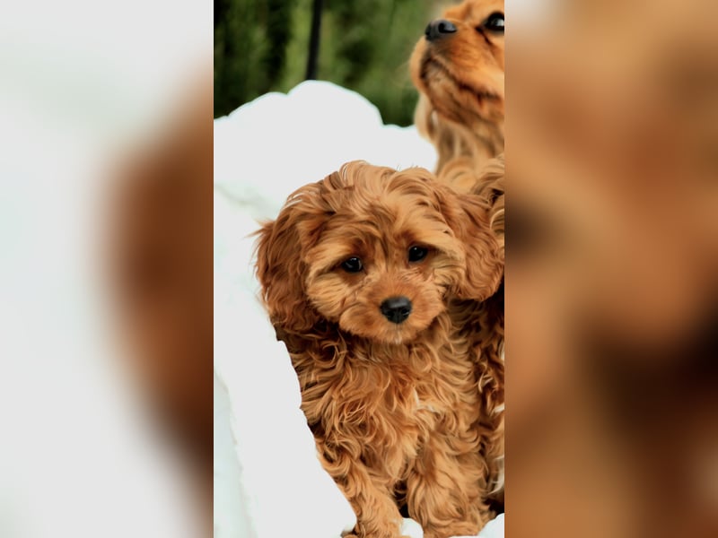 F1-CAVAPOO-WELPEN aus Etischer Zucht mit FCI-reinrassigen Eltern!  CHAMPION BLUTLINIE