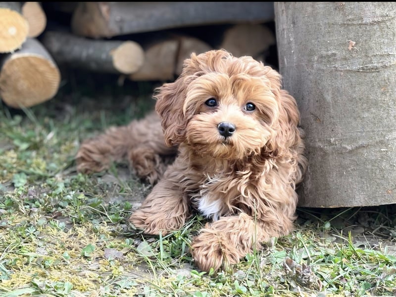 F1-CAVAPOO-WELPEN aus Etischer Zucht mit FCI-reinrassigen Eltern!  CHAMPION BLUTLINIE