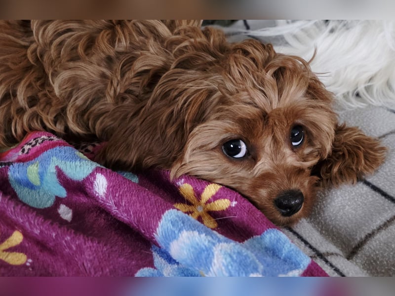 F1-CAVAPOO-WELPEN aus Etischer Zucht mit FCI-reinrassigen Eltern!  CHAMPION BLUTLINIE