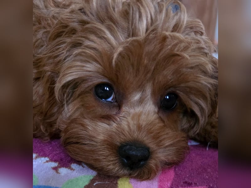 F1-CAVAPOO-WELPEN aus Etischer Zucht mit FCI-reinrassigen Eltern!  CHAMPION BLUTLINIE