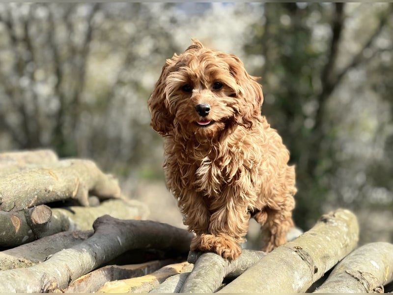 F1-CAVAPOO-WELPEN aus Etischer Zucht mit FCI-reinrassigen Eltern!  CHAMPION BLUTLINIE