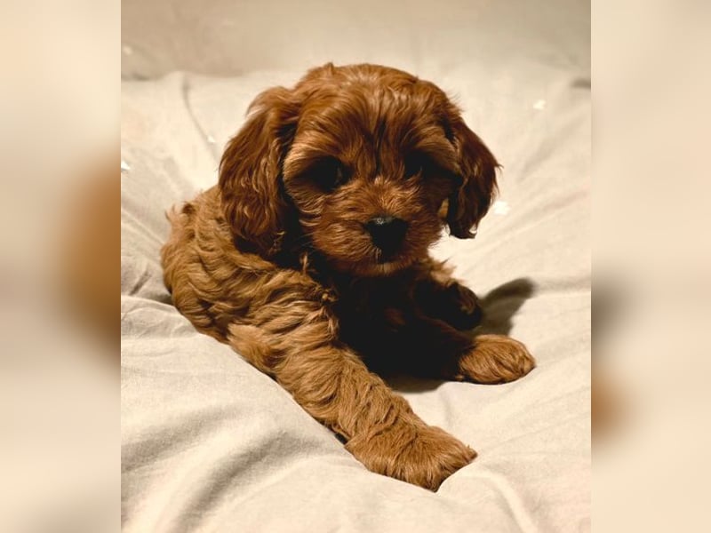 F1-CAVAPOO-WELPEN aus Etischer Zucht mit FCI-reinrassigen Eltern!