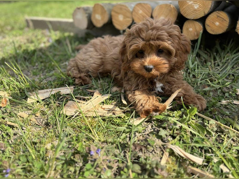 F1-CAVAPOO-WELPEN aus Etischer Zucht mit FCI-reinrassigen Eltern!  CHAMPION BLUTLINIE
