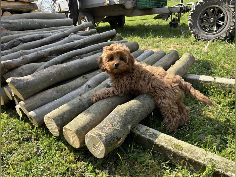 F1-CAVAPOO-WELPEN aus Etischer Zucht mit FCI-reinrassigen Eltern!  CHAMPION BLUTLINIE