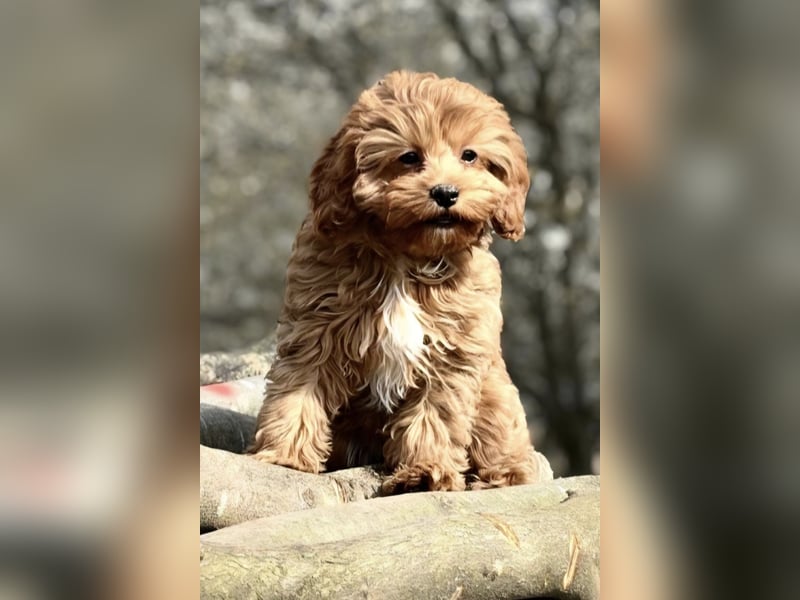 F1-CAVAPOO-WELPEN aus Etischer Zucht mit FCI-reinrassigen Eltern!  CHAMPION BLUTLINIE