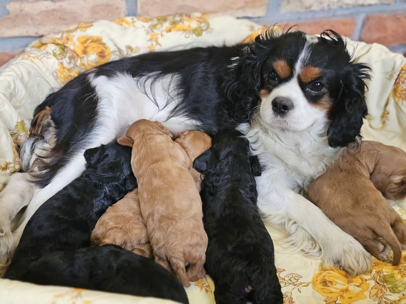 Cavapoo welpen