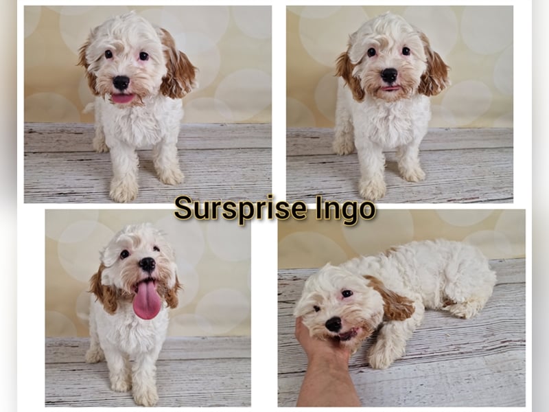 Cavapoo Rüden suchen noch ihre Familie