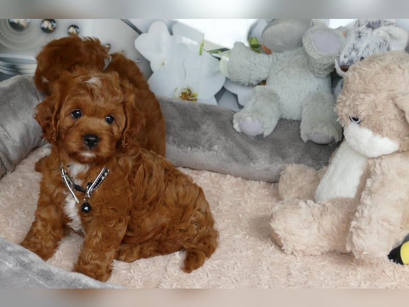 Wunderschöne Cavapoo Welpen F1 (Toypudel/Zwergpudel + Cavalier King Charles Spaniel) mit Ahnentafel