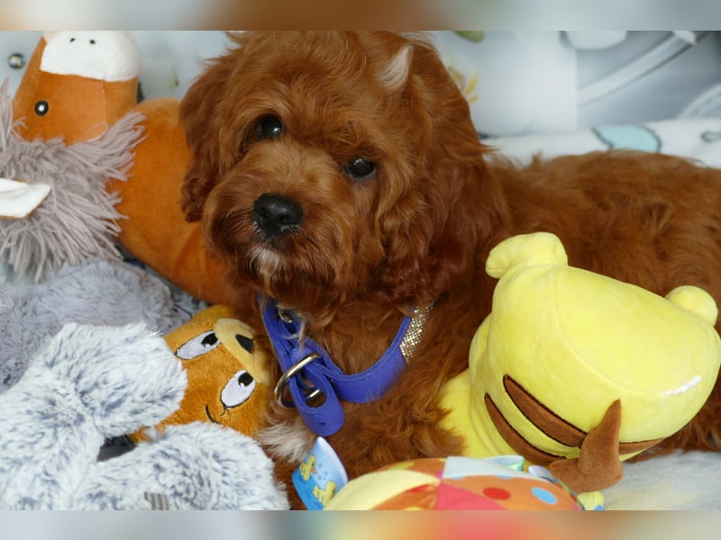 Wunderschöne Cavapoo Welpen F1 (Toypudel/Zwergpudel + Cavalier King Charles Spaniel) mit Ahnentafel