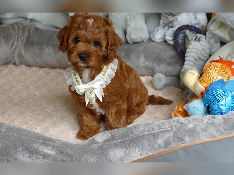 Wunderschöne Cavapoo Welpen F1 (Toypudel/Zwergpudel + Cavalier King Charles Spaniel) mit Ahnentafel