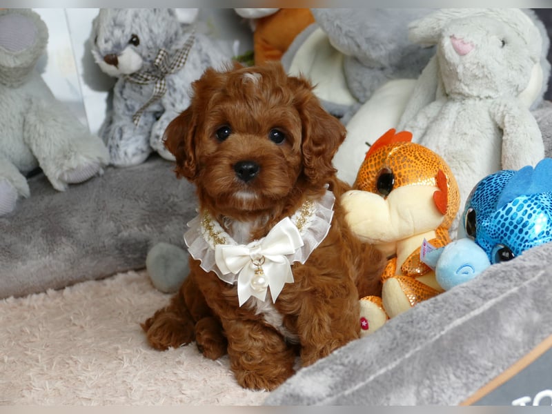 Wunderschöne Cavapoo Welpen F1 (Toypudel/Zwergpudel + Cavalier King Charles Spaniel) mit Ahnentafel