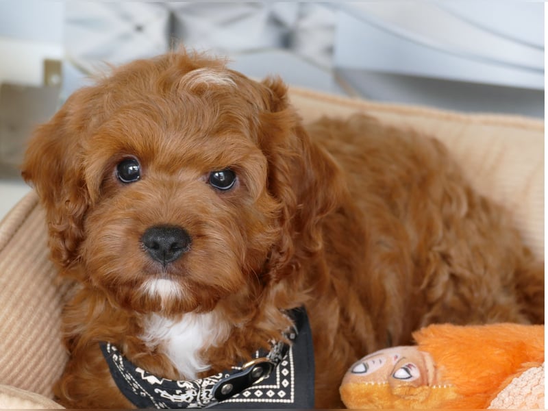 Wunderschöne Cavapoo Welpen F1 (Toypudel/Zwergpudel + Cavalier King Charles Spaniel) mit Ahnentafel