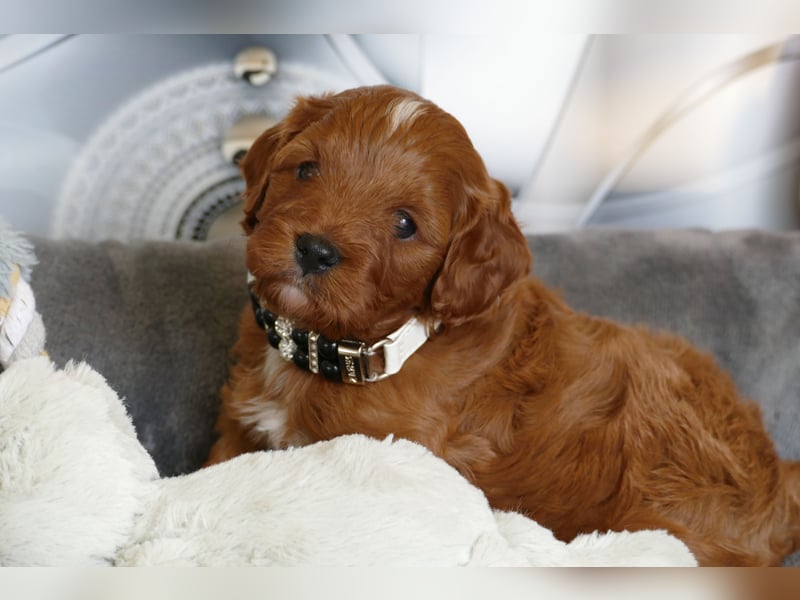 Wunderschöne Cavapoo Welpen F1 (Toypudel/Zwergpudel + Cavalier King Charles Spaniel) mit Ahnentafel