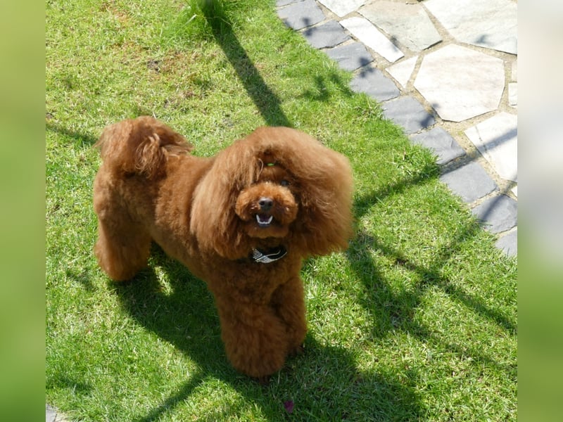 Wunderschöne Cavapoo Welpen F1 (Toypudel/Zwergpudel + Cavalier King Charles Spaniel) mit Ahnentafel