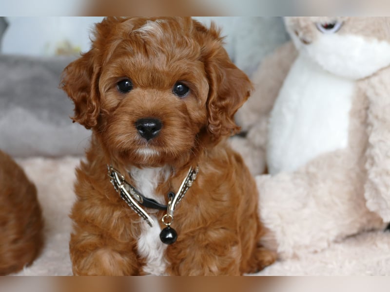Wunderschöne Cavapoo Welpen F1 (Toypudel/Zwergpudel + Cavalier King Charles Spaniel) mit Ahnentafel