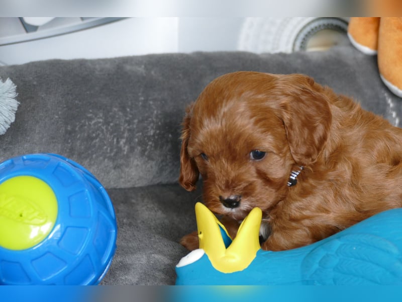 Wunderschöne Cavapoo Welpen F1 (Toypudel/Zwergpudel + Cavalier King Charles Spaniel) mit Ahnentafel