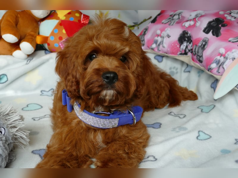 Wunderschöne Cavapoo Welpen F1 (Toypudel/Zwergpudel + Cavalier King Charles Spaniel) mit Ahnentafel