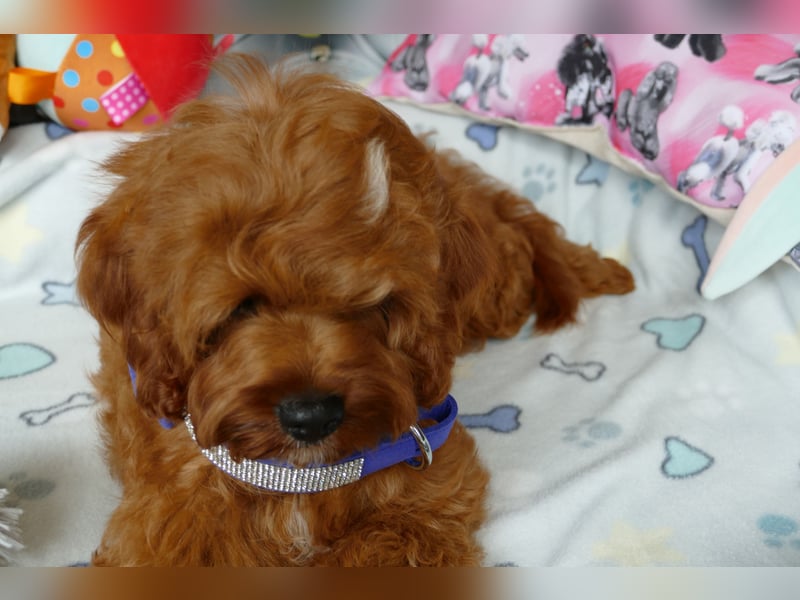 Wunderschöne Cavapoo Welpen F1 (Toypudel/Zwergpudel + Cavalier King Charles Spaniel) mit Ahnentafel