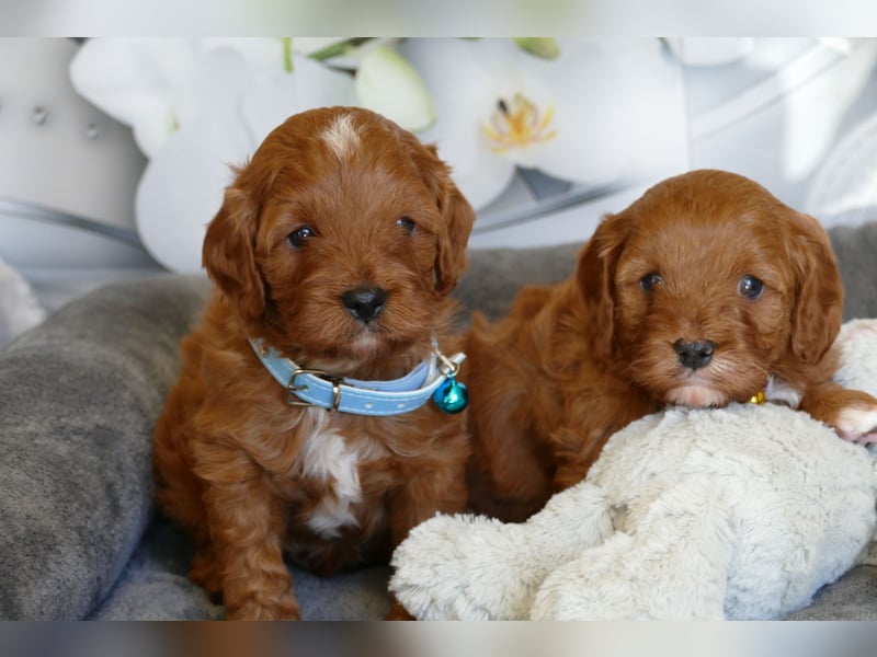 Wunderschöne Cavapoo Welpen F1 (Toypudel/Zwergpudel + Cavalier King Charles Spaniel) mit Ahnentafel