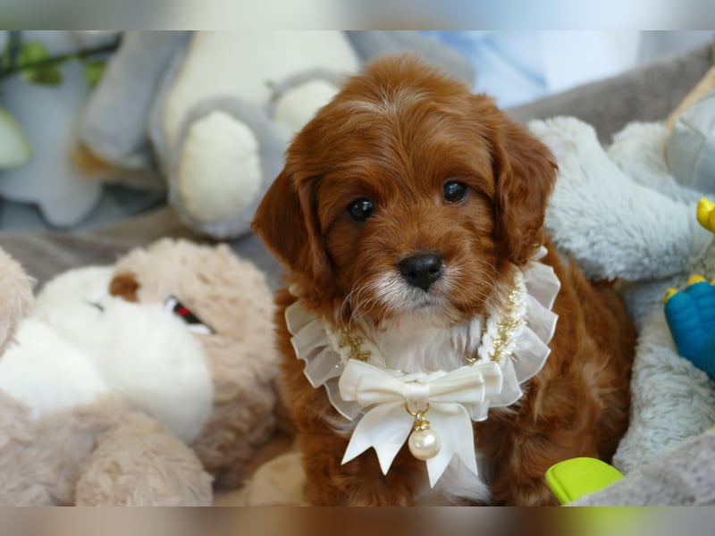 Wunderschöne Cavapoo Welpen F1 (Toypudel/Zwergpudel + Cavalier King Charles Spaniel) mit Ahnentafel