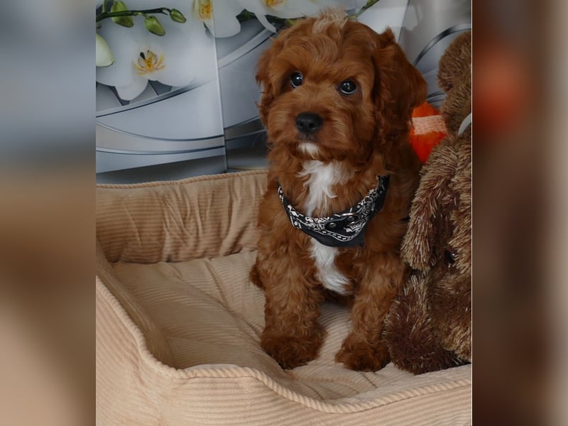 Wunderschöne Cavapoo Welpen F1 (Toypudel/Zwergpudel + Cavalier King Charles Spaniel) mit Ahnentafel